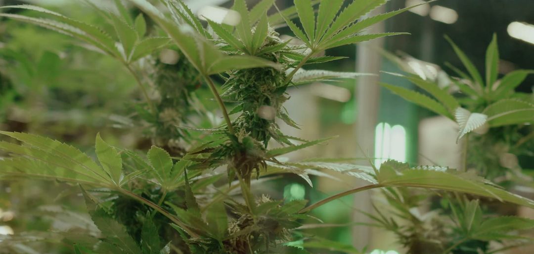 Close de uma planta de cannabis em cultivo, exibida na feira